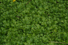 Waldsteinia ternata bestellen